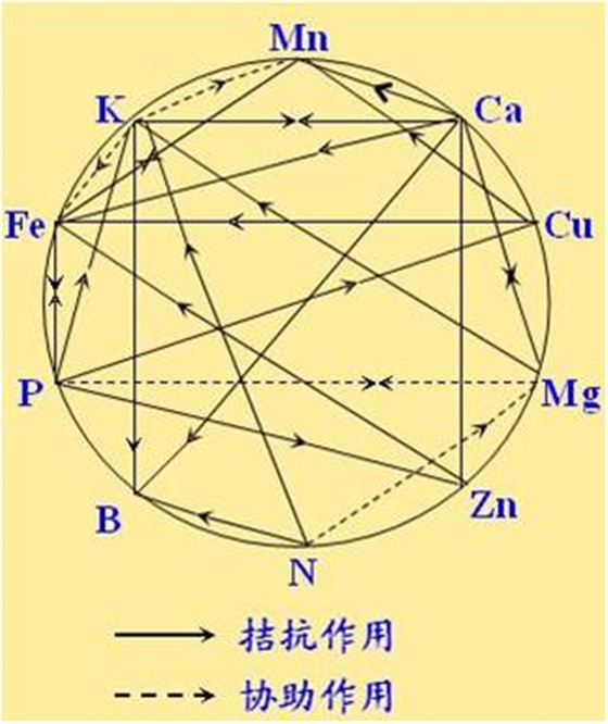 原料型鉀肥和鎂肥為什么會(huì)發(fā)生拮抗？