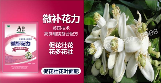 蜜柚促花壯花除了補(bǔ)磷還需要補(bǔ)硼鋅？