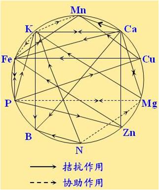 原料型鉀肥和鎂肥為什么會發(fā)生拮抗？