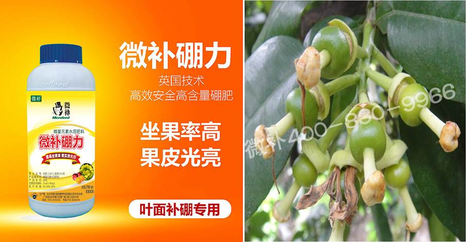 蜜柚促花壯花除了補(bǔ)磷還需要補(bǔ)硼鋅？