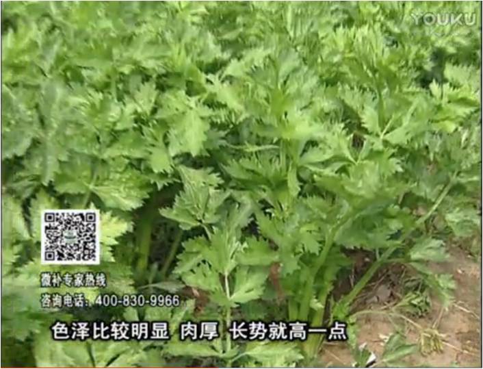 20170109珠江臺(tái)搖錢(qián)樹(shù)：葉菜如何種？長(zhǎng)勢(shì)好又高產(chǎn)！