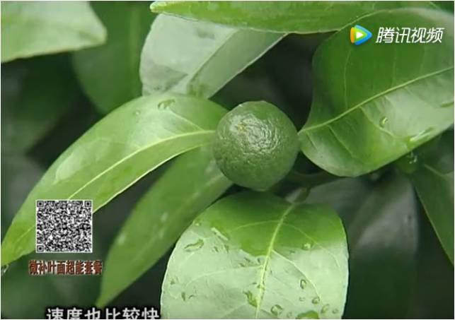 20170710珠江臺(tái)搖錢樹：提高果樹蔬菜長勢(shì)